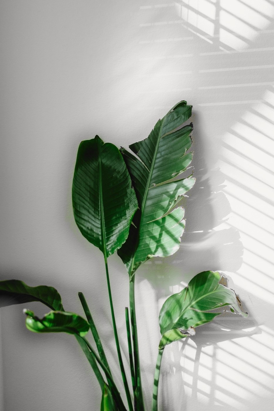 Groene strelitzia voor een lichte muur
